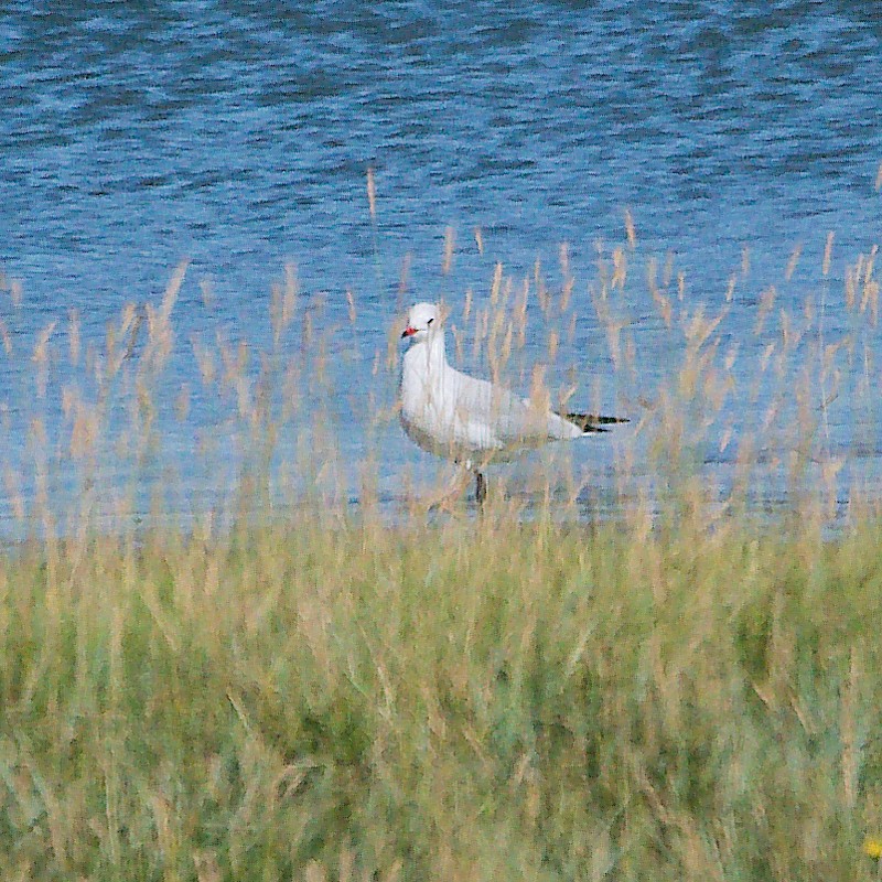 Black-headed Gull - ML623592904