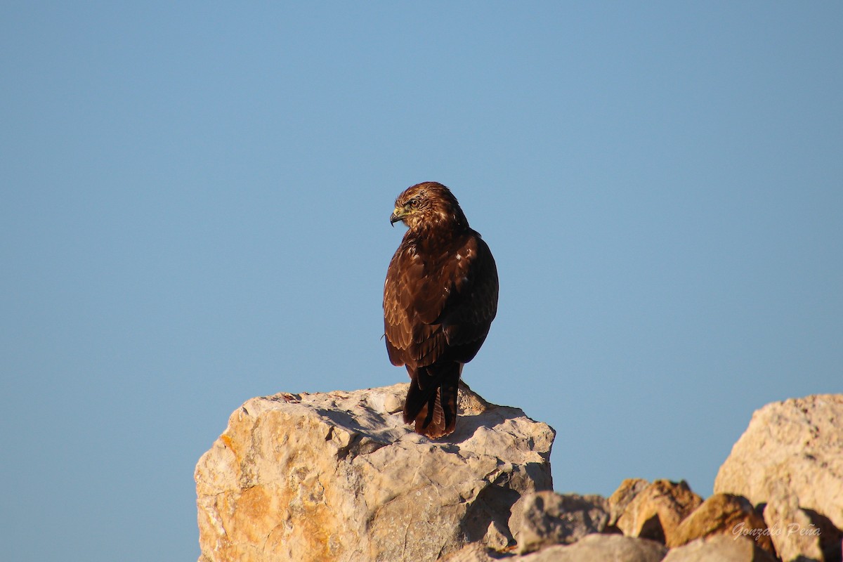 Common Buzzard - ML623592908