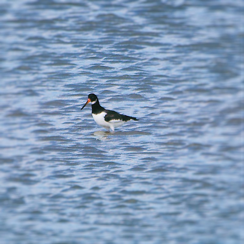 Eurasian Oystercatcher - ML623592919