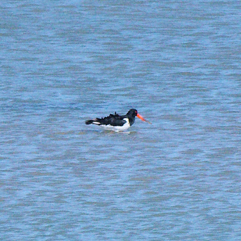 Eurasian Oystercatcher - ML623592920