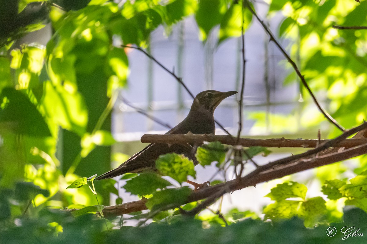 Siberian Thrush - ML623592923