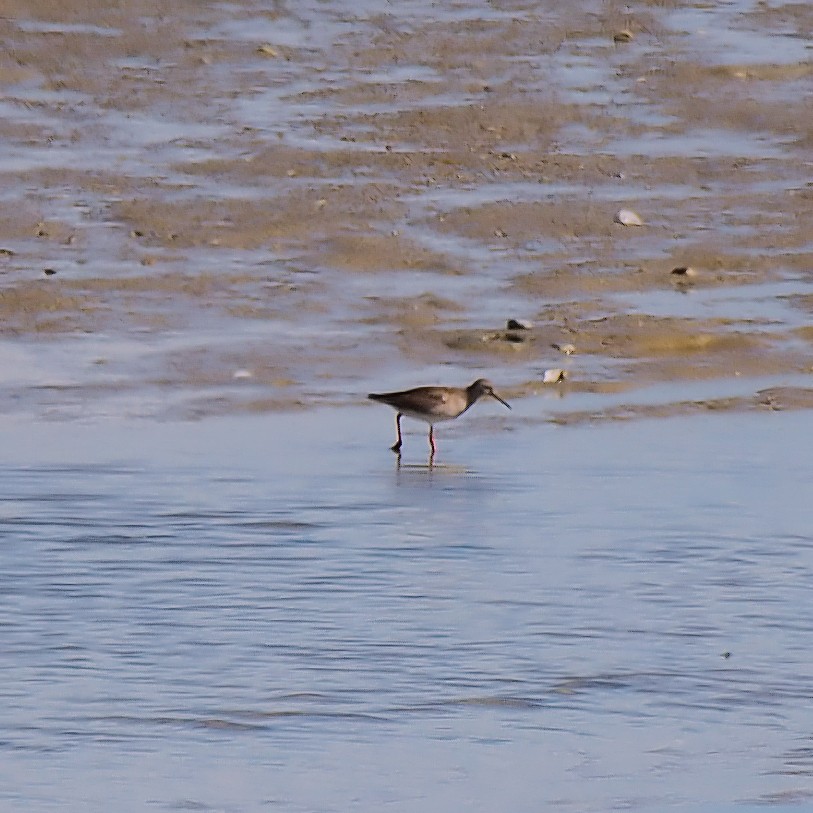 Common Redshank - ML623592935