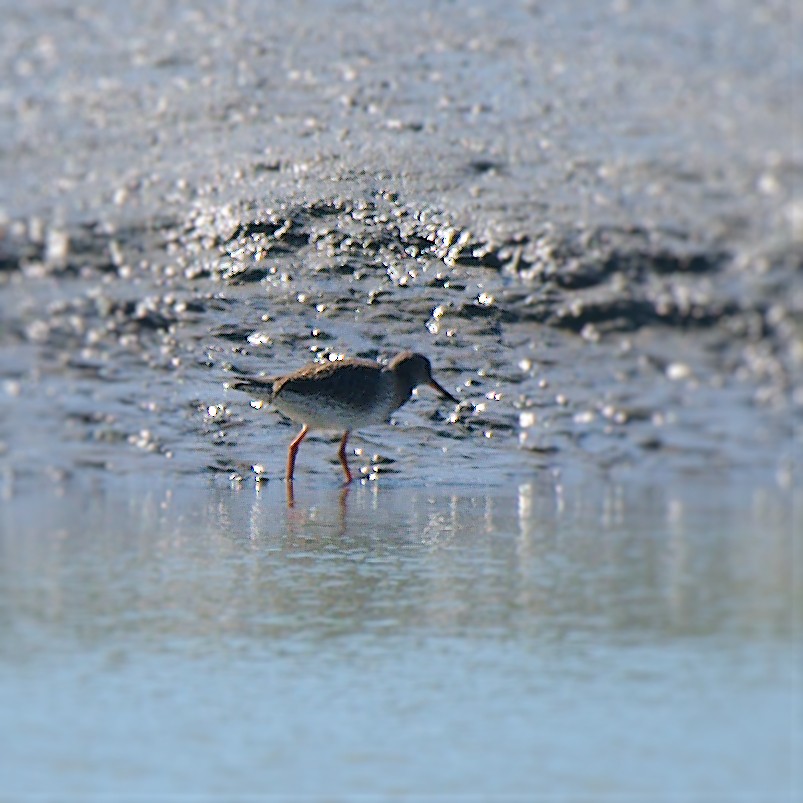 Common Redshank - Jos Simons