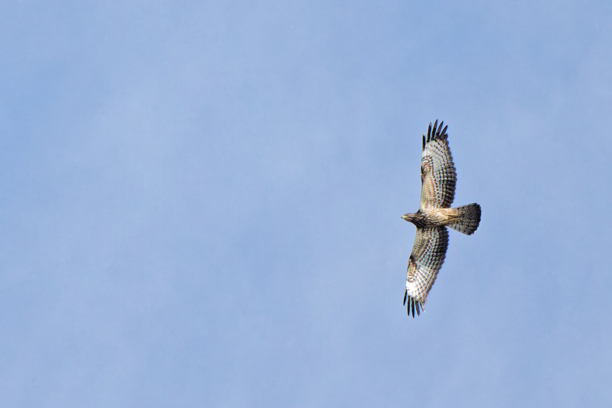 European Honey-buzzard - ML623592937