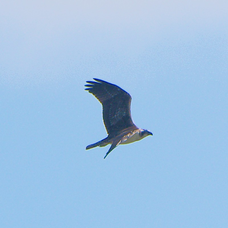 Águila Pescadora - ML623592953