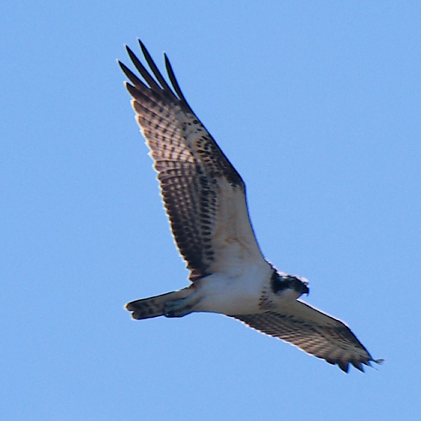 Águila Pescadora - ML623592954