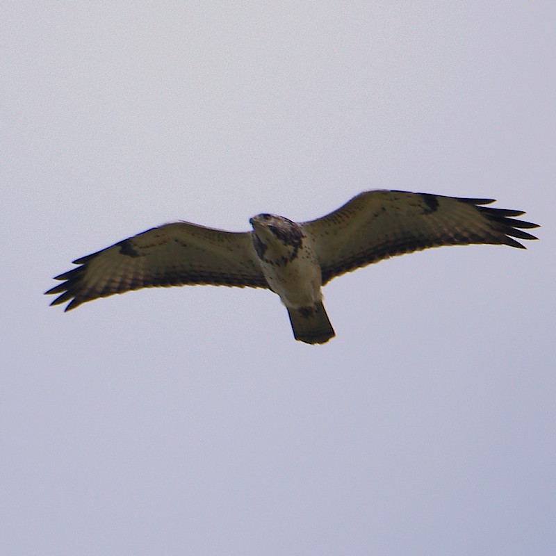 Common Buzzard - ML623592955