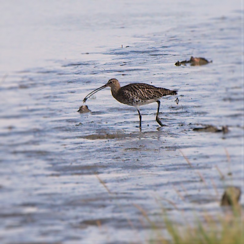 Eurasian Curlew - ML623592964