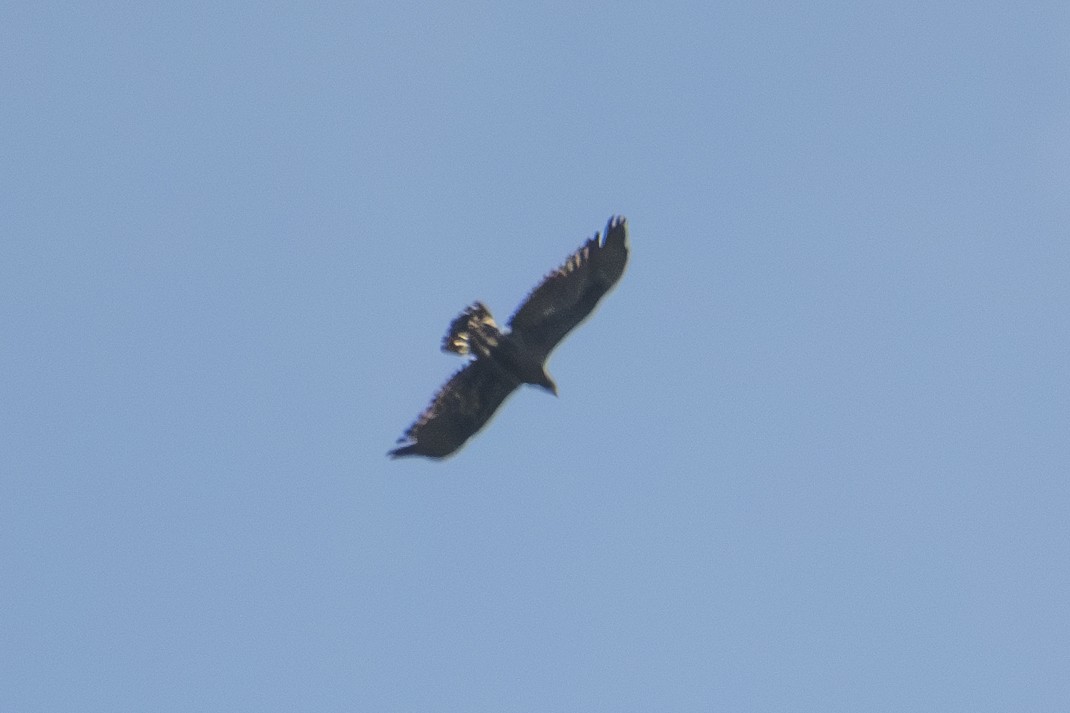 kongeørn - ML623592968
