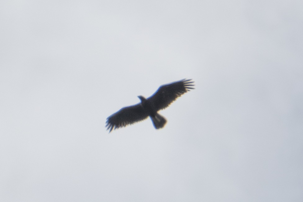 kongeørn - ML623592970