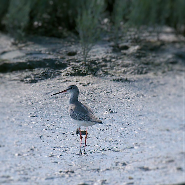 Spotted Redshank - ML623592976