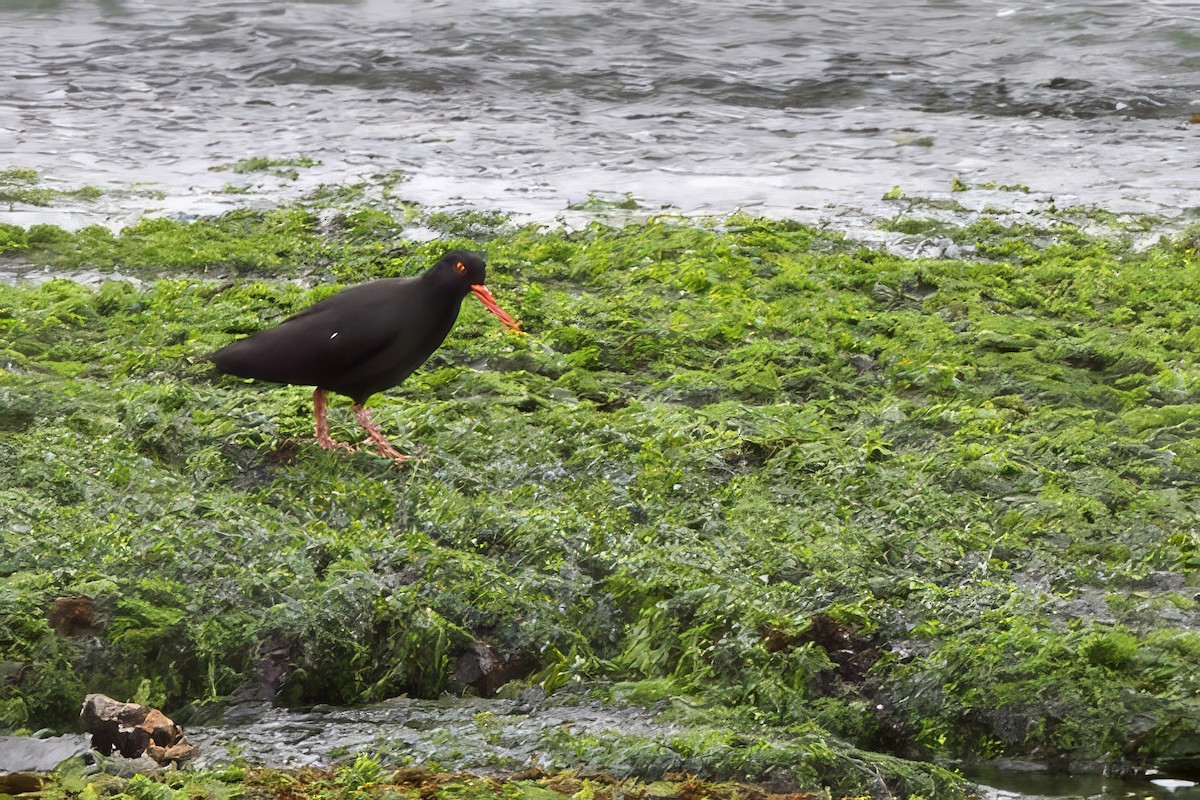 African Oystercatcher - Steve Bielamowicz