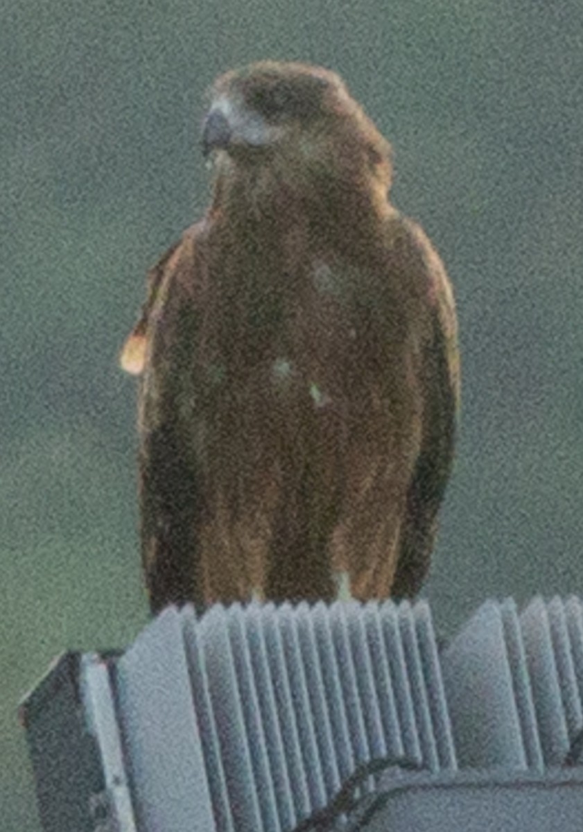 Black Kite (Black-eared) - ML623592981