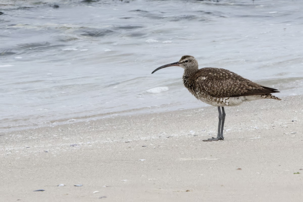 Whimbrel - ML623592982