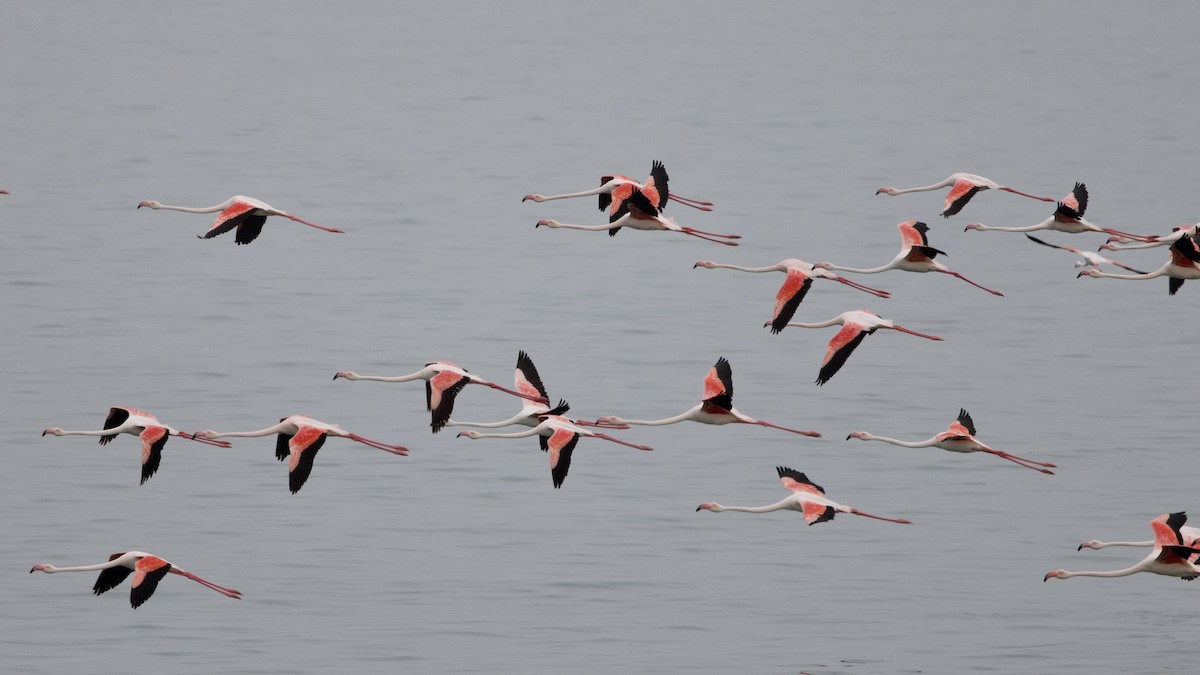 Greater Flamingo - ML623592988