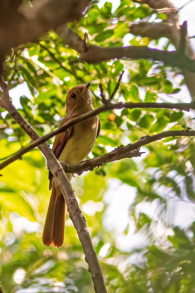 Ash-throated Casiornis - ML623593034