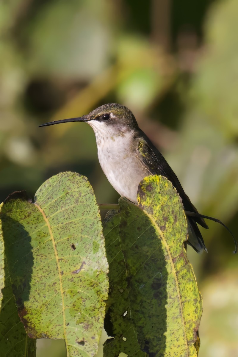 Ruby-throated Hummingbird - ML623593067