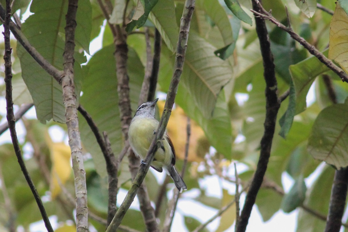 Rusty-winged Antwren - ML623593071