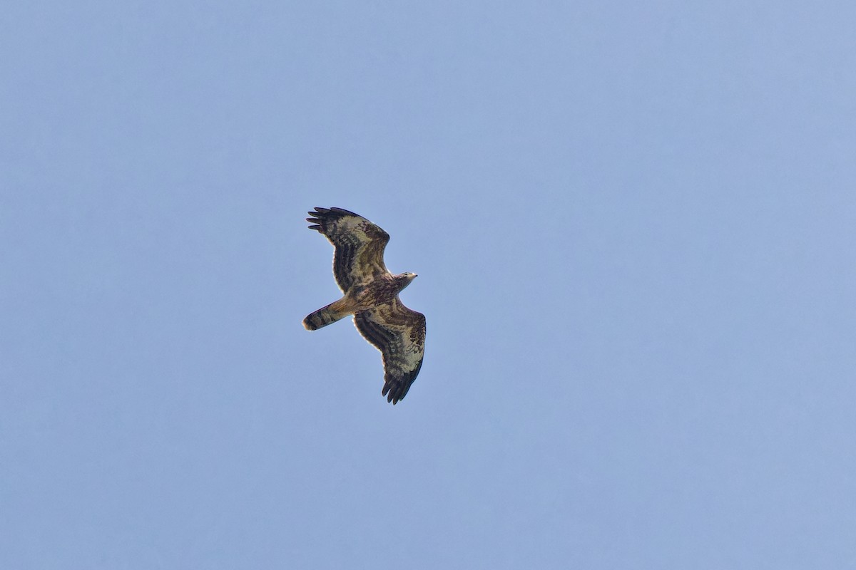 European Honey-buzzard - ML623593109