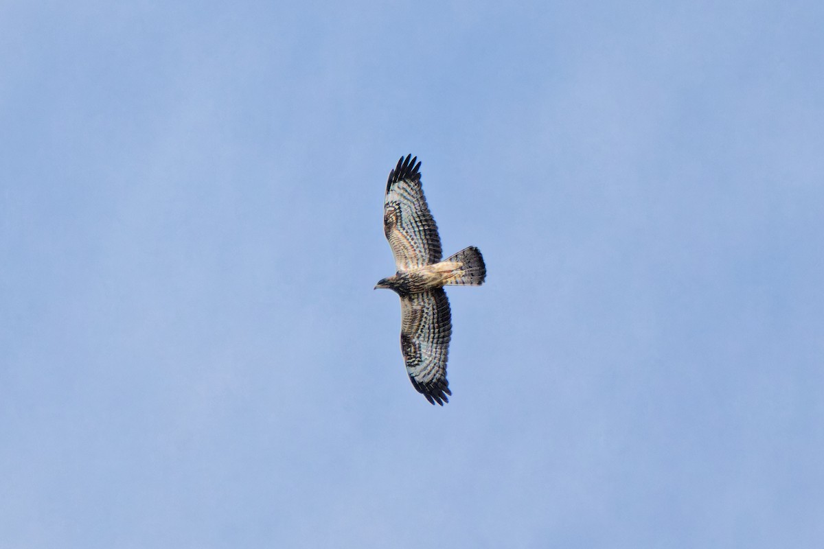 European Honey-buzzard - ML623593110