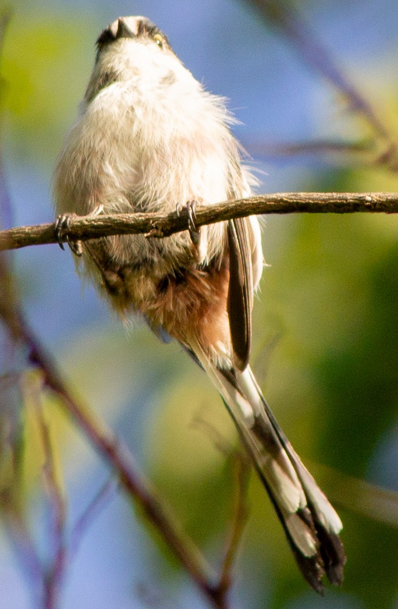 Mito Común (grupo europaeus) - ML623593124