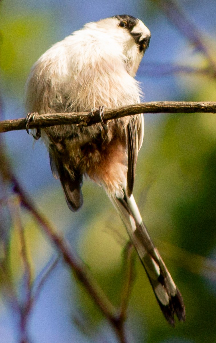 Mito Común (grupo europaeus) - ML623593125