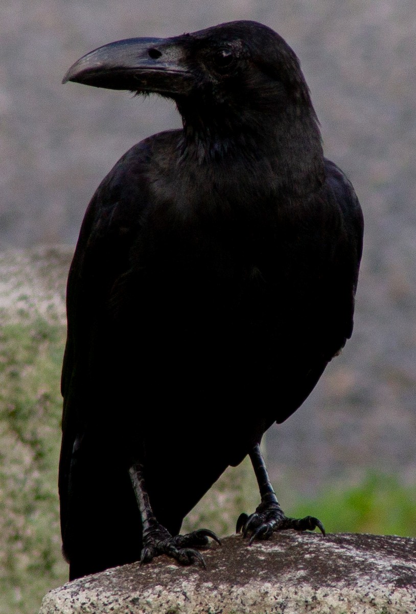 Large-billed Crow (Large-billed) - ML623593158