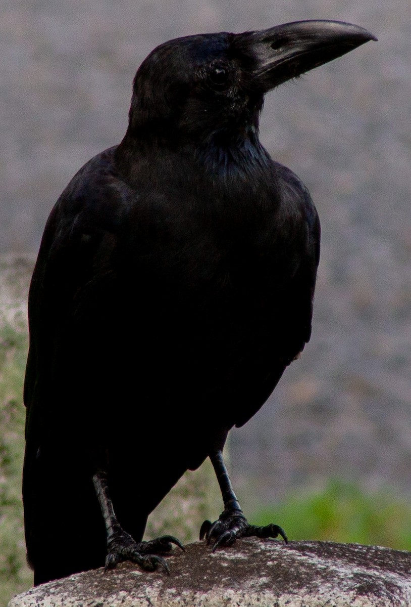 Large-billed Crow (Large-billed) - ML623593159