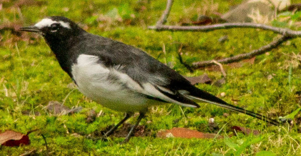 Japanese Wagtail - ML623593195