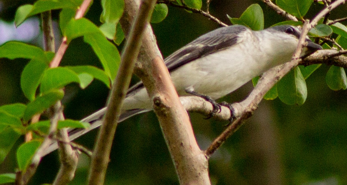 Ashy Minivet - ML623593205