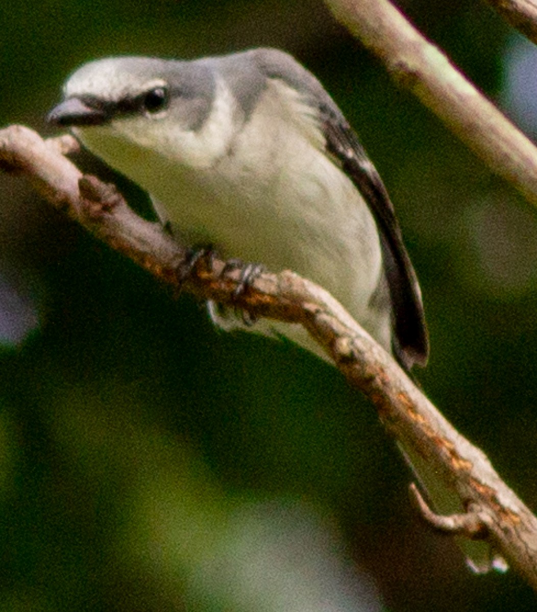 Ashy Minivet - ML623593206