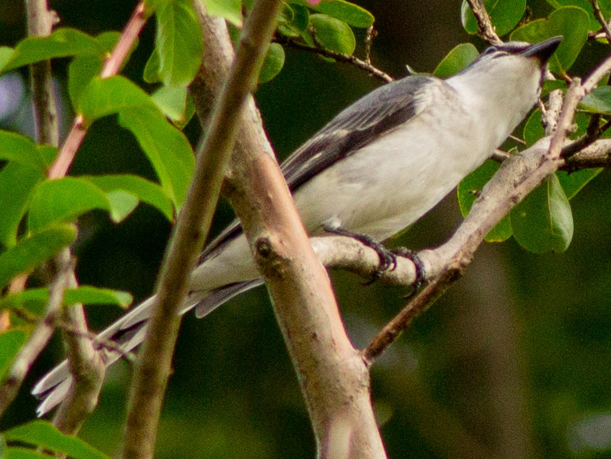 Ashy Minivet - ML623593207