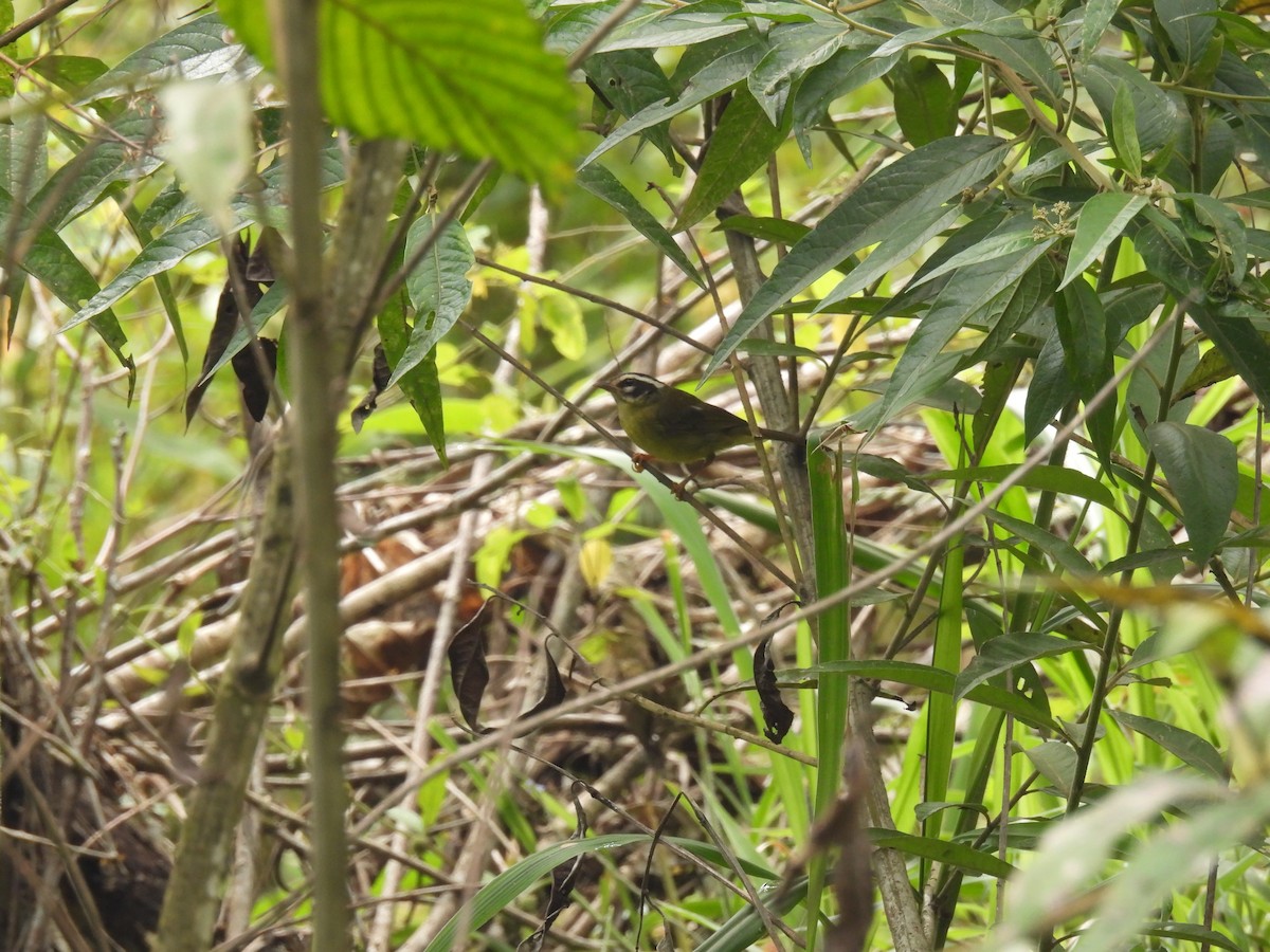 Three-striped Warbler - ML623593214