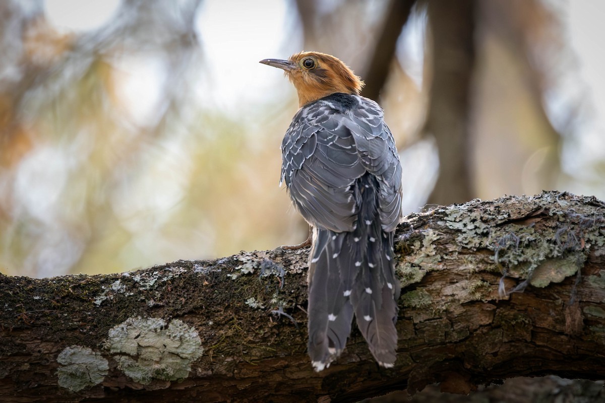 Pavonine Cuckoo - ML623593274