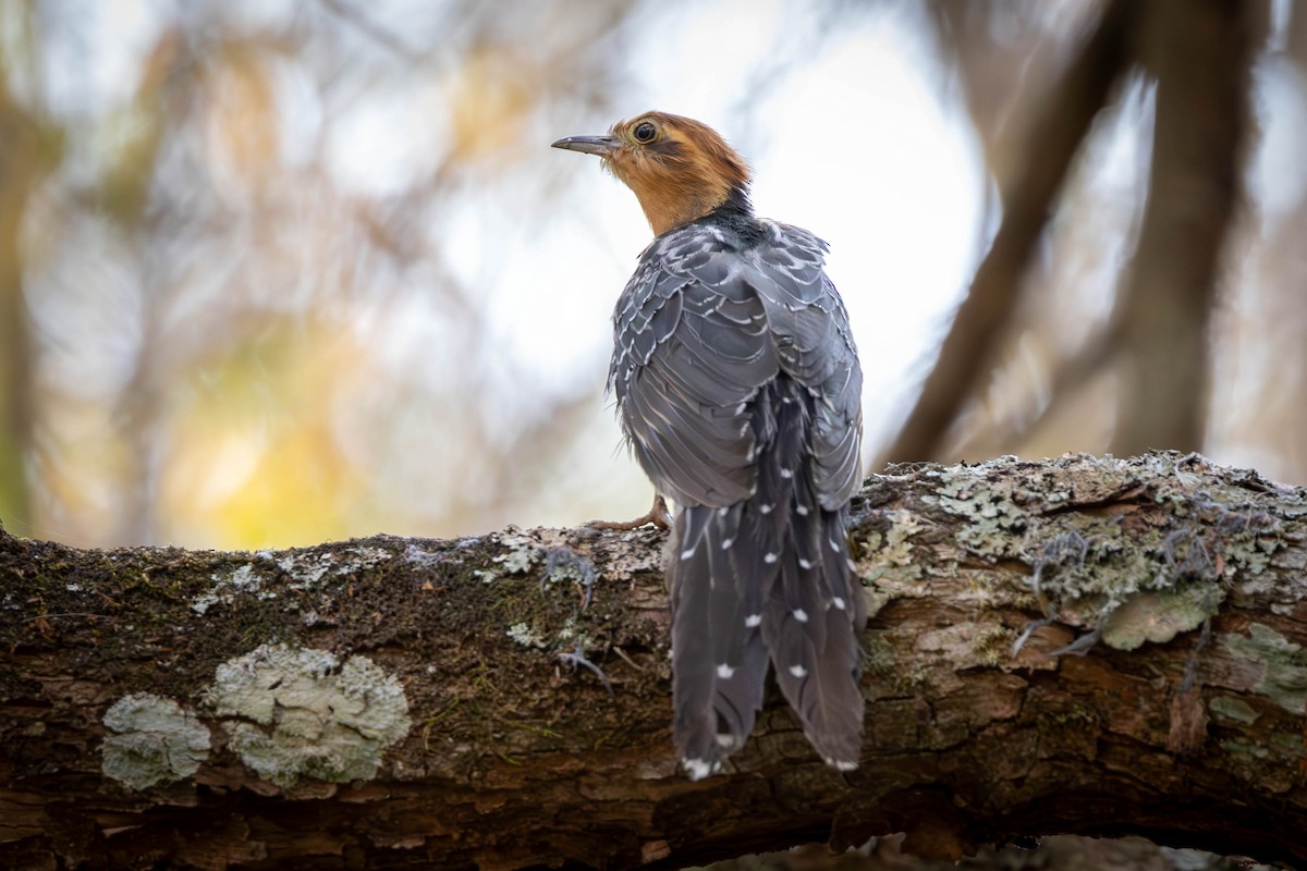 Pavonine Cuckoo - ML623593275