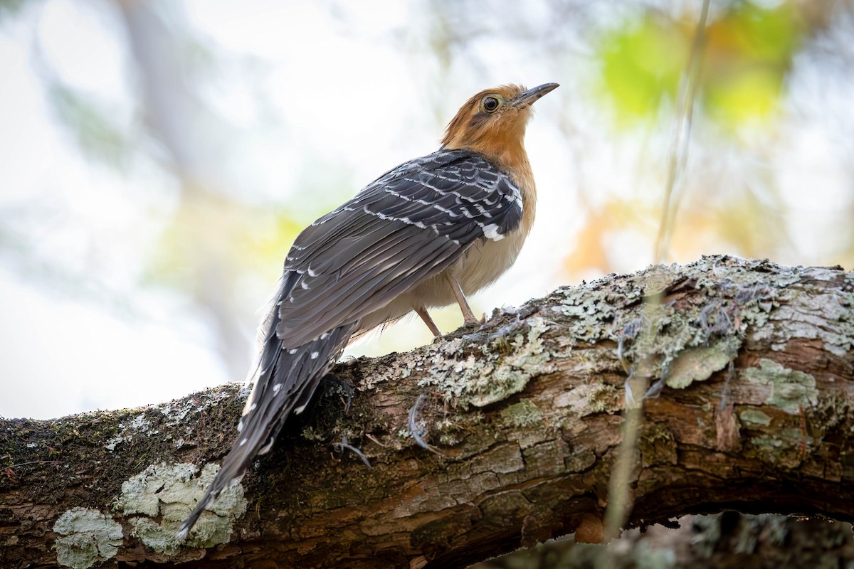 Pavonine Cuckoo - ML623593276