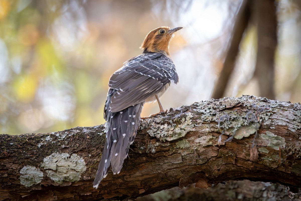 Pavonine Cuckoo - ML623593277