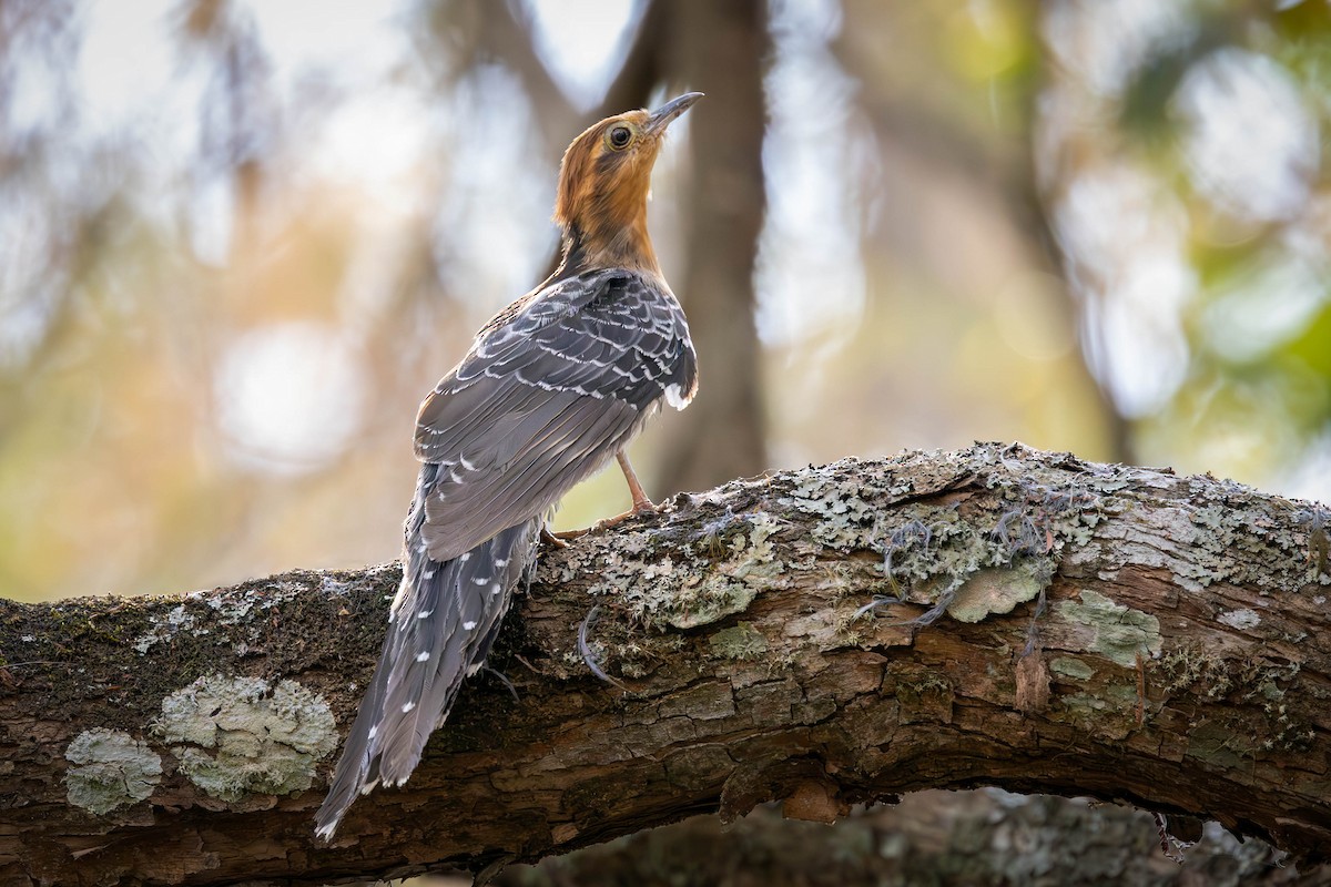 Pavonine Cuckoo - ML623593278