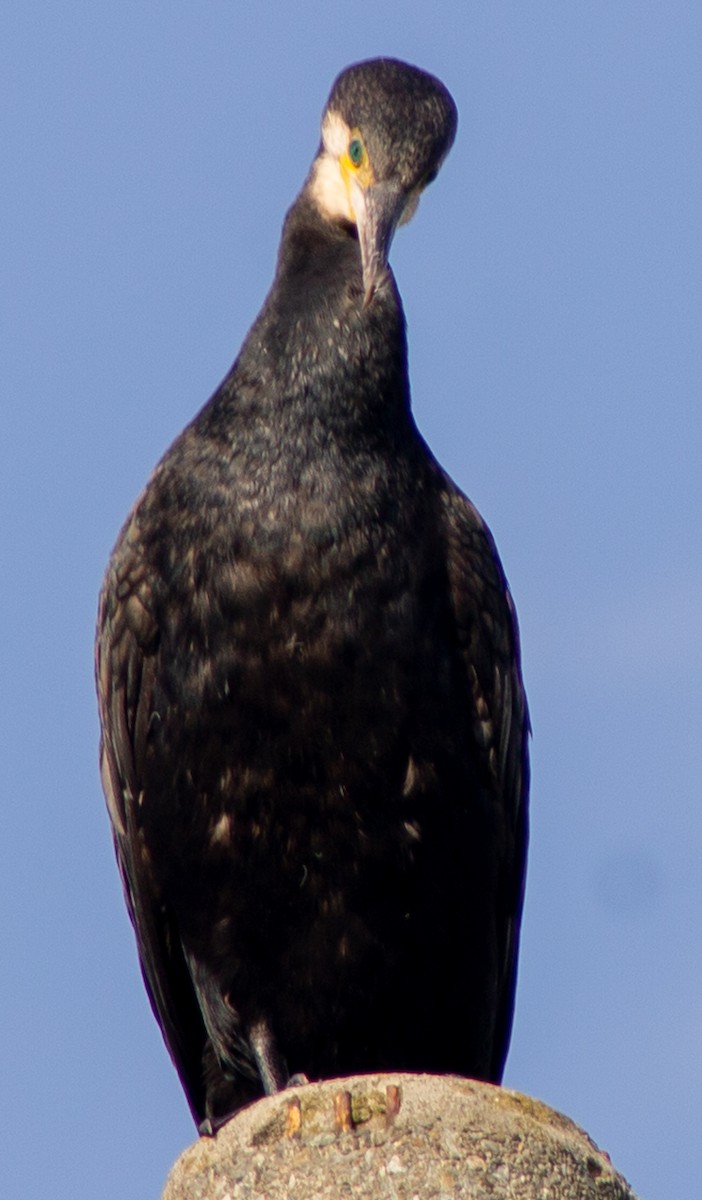 Grand Cormoran (sinensis/hanedae) - ML623593298