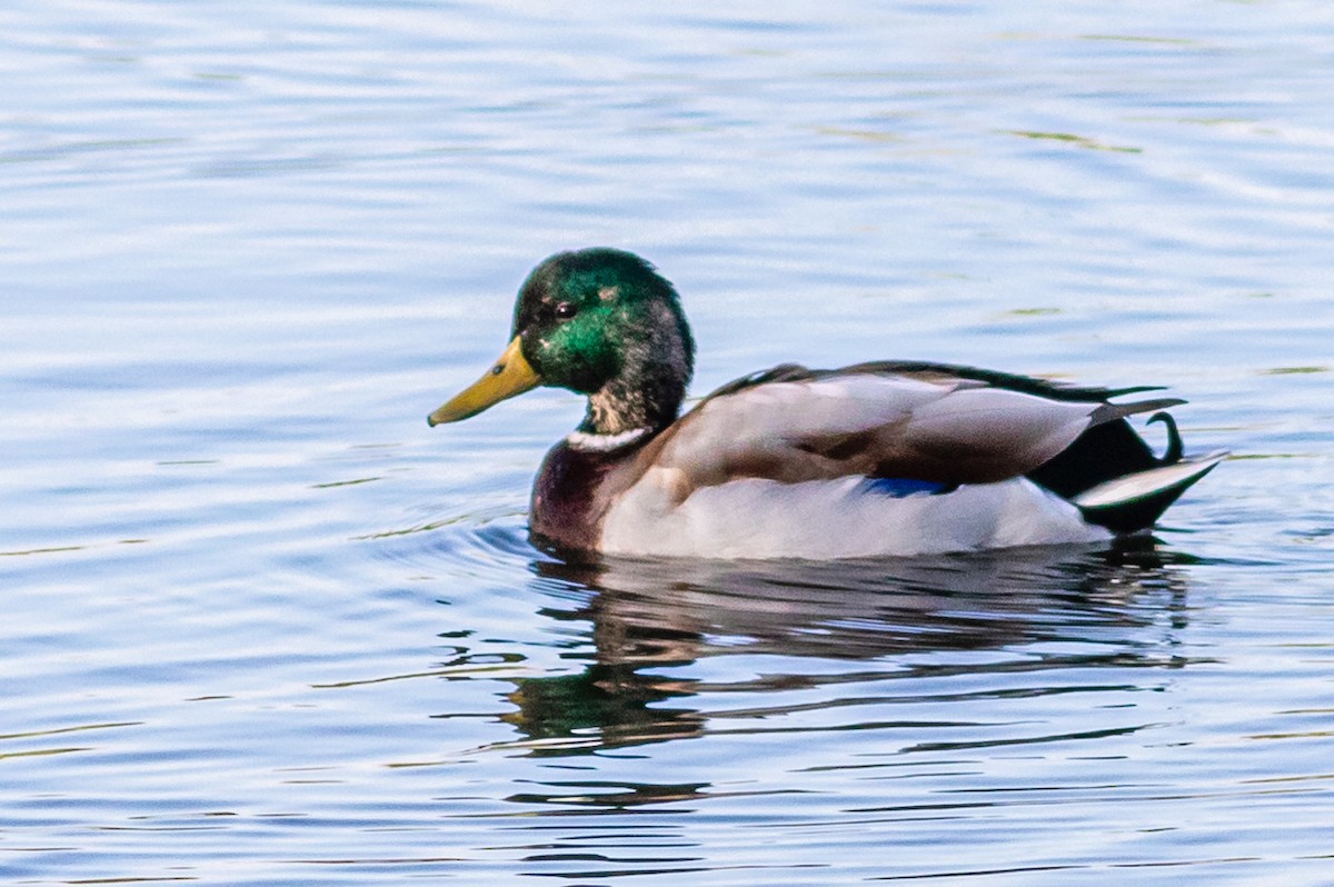 Canard colvert - ML623593308