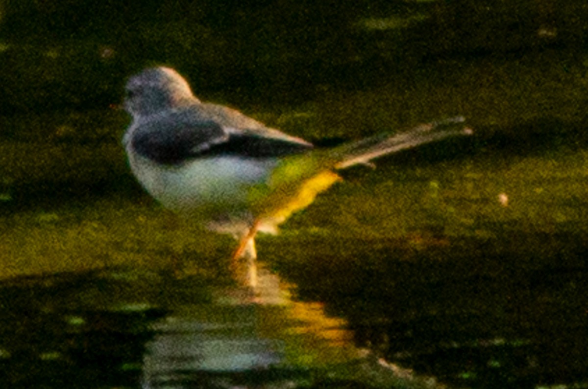 Gray Wagtail - Brandon Woo