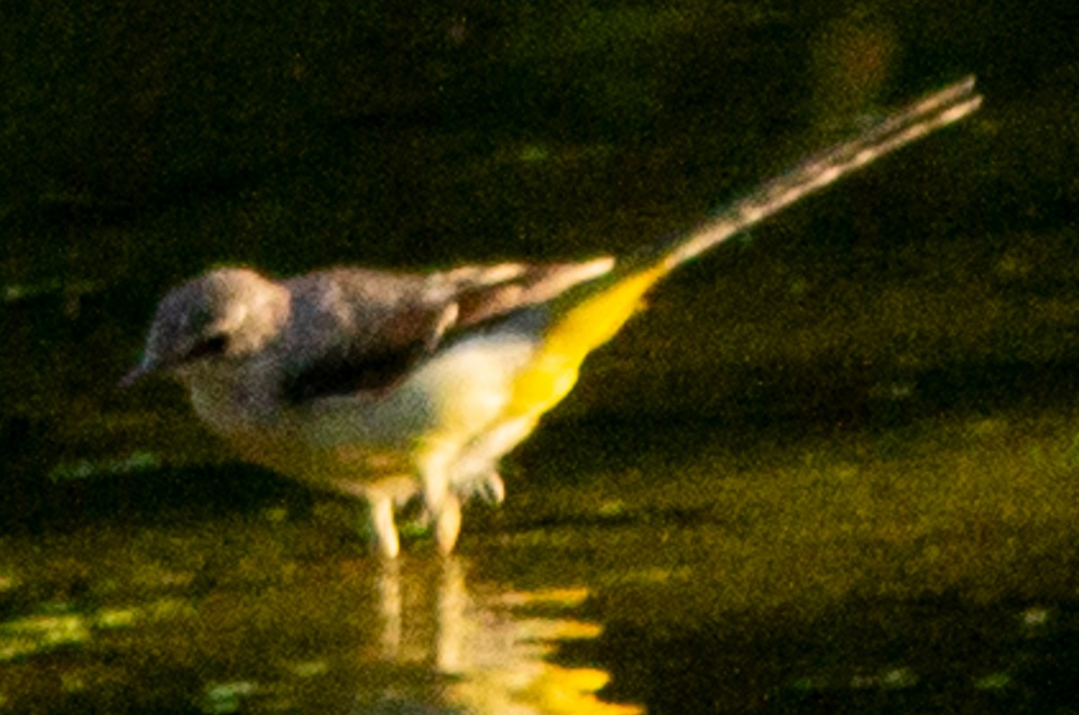 Gray Wagtail - ML623593386