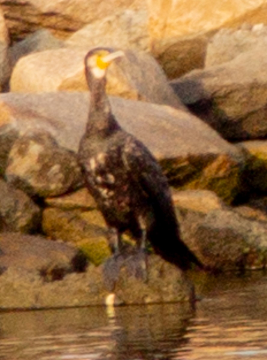 Great Cormorant (Eurasian) - Brandon Woo