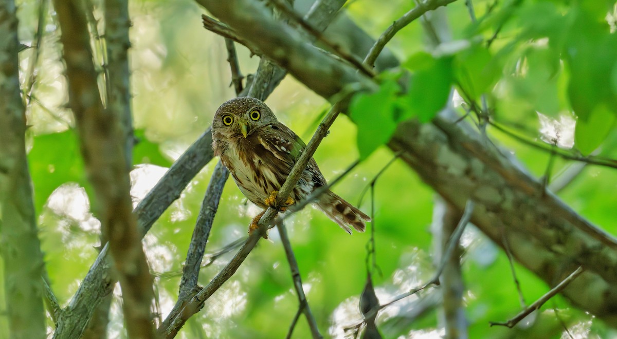 Colima Pygmy-Owl - Rolando Tomas Pasos Pérez