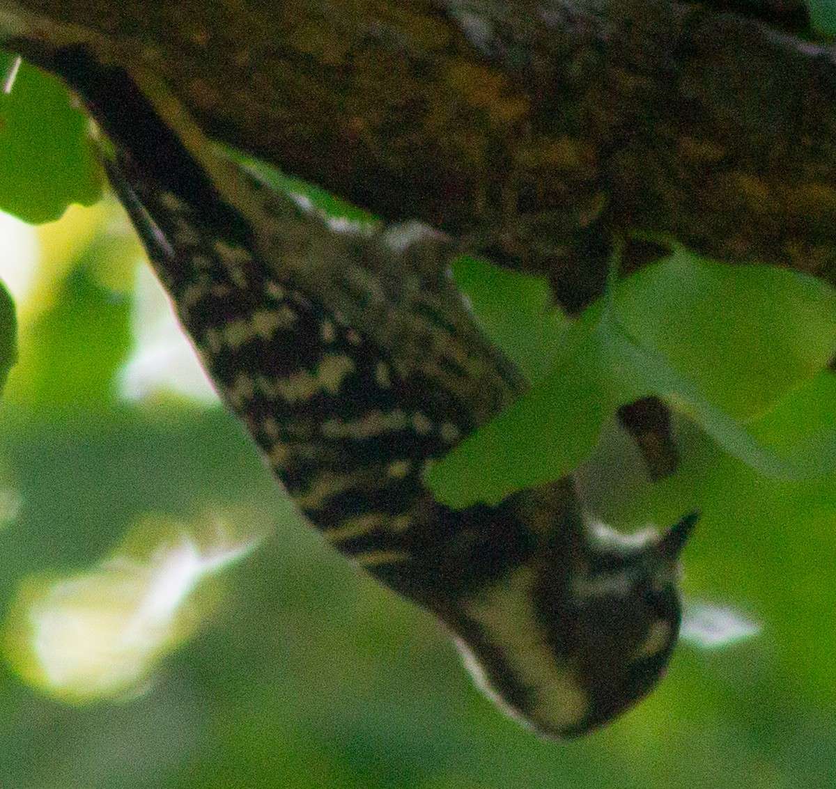 Japanese Pygmy Woodpecker - ML623593450