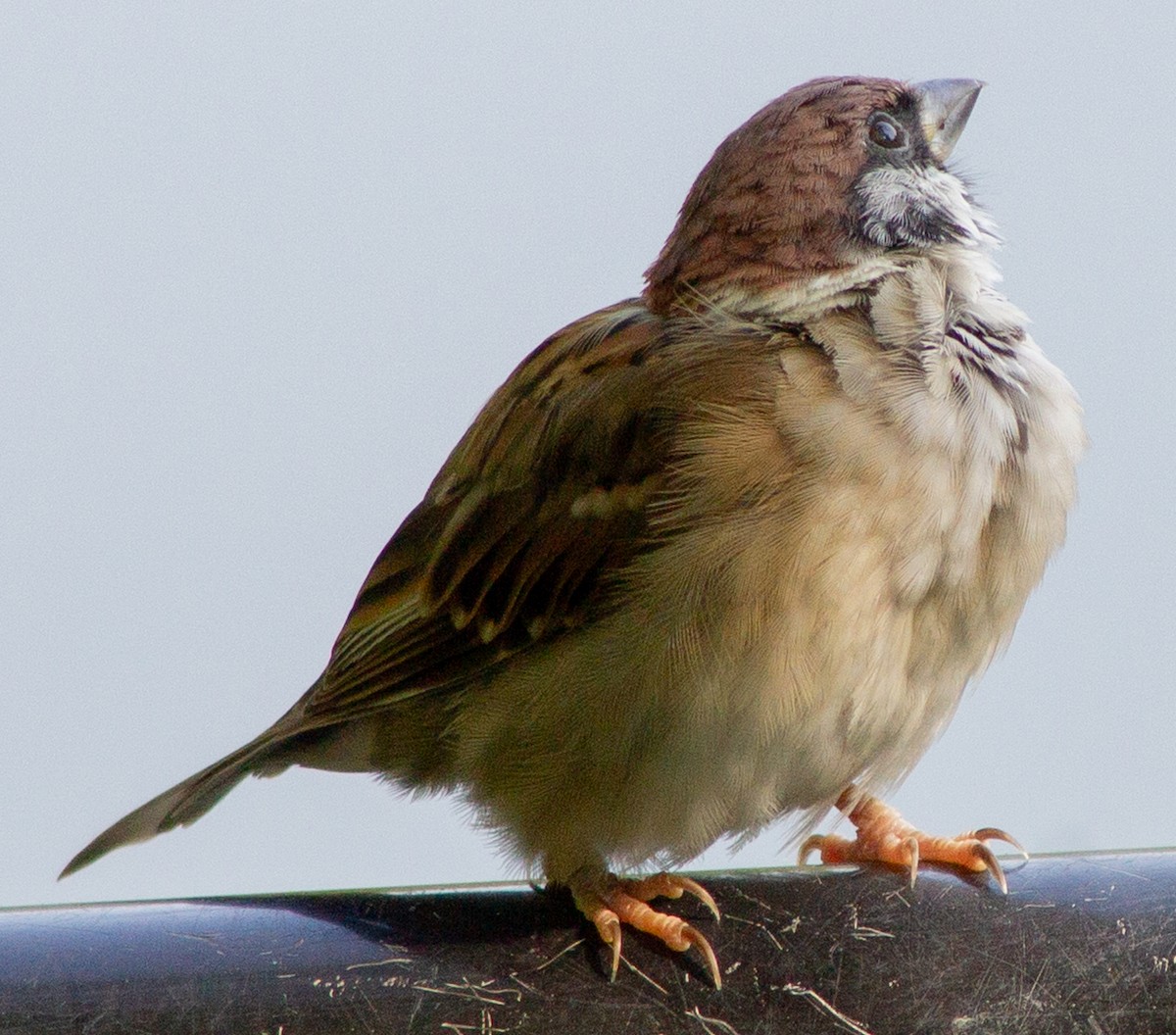 Moineau friquet - ML623593456