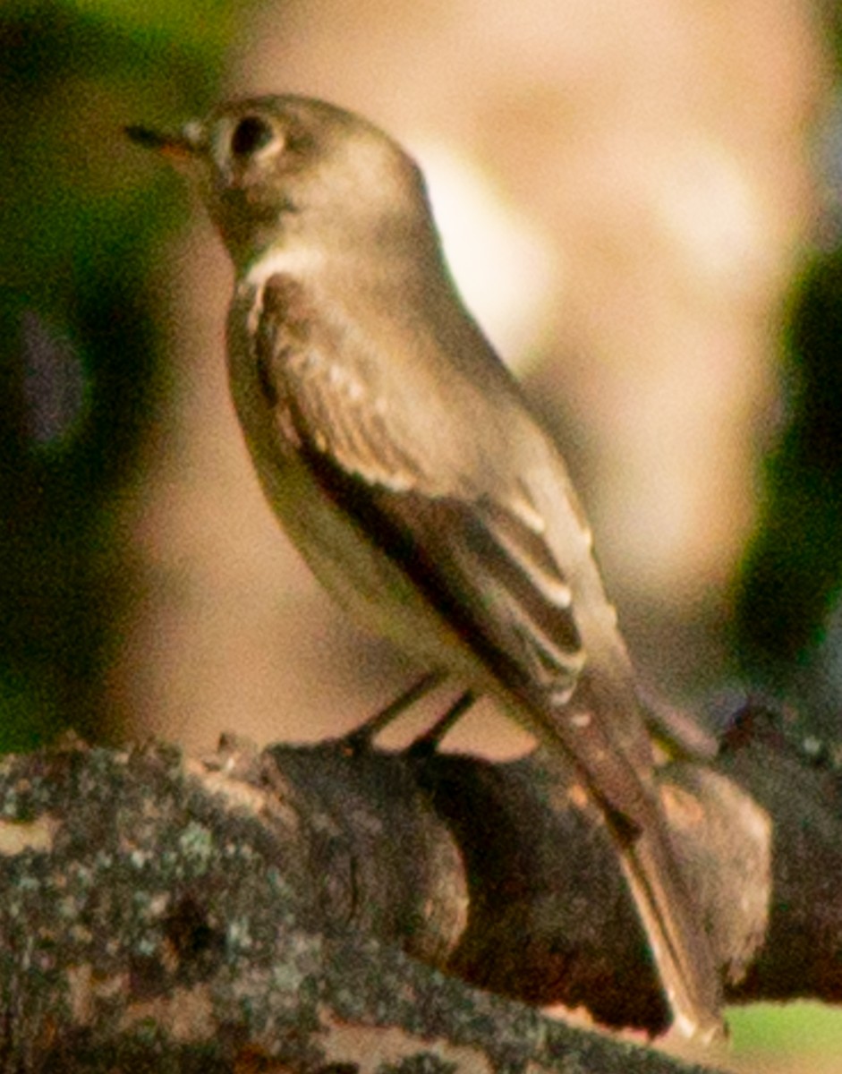 Asian Brown Flycatcher - ML623593457