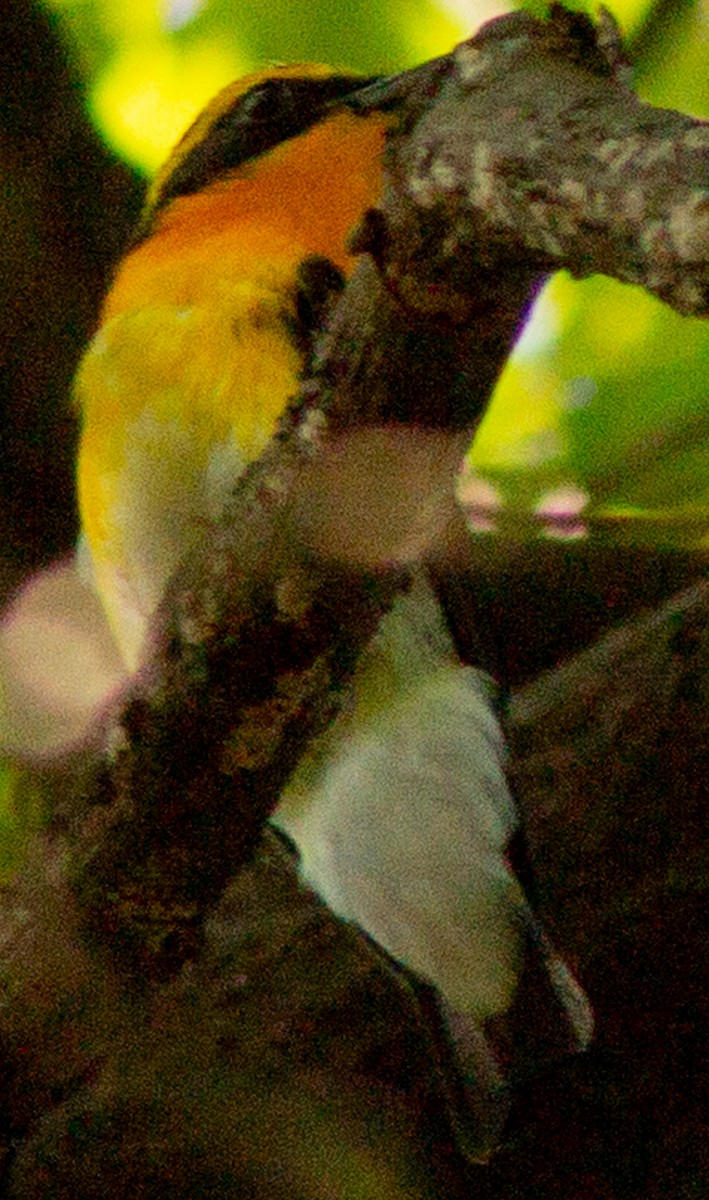 Narcissus Flycatcher - ML623593460