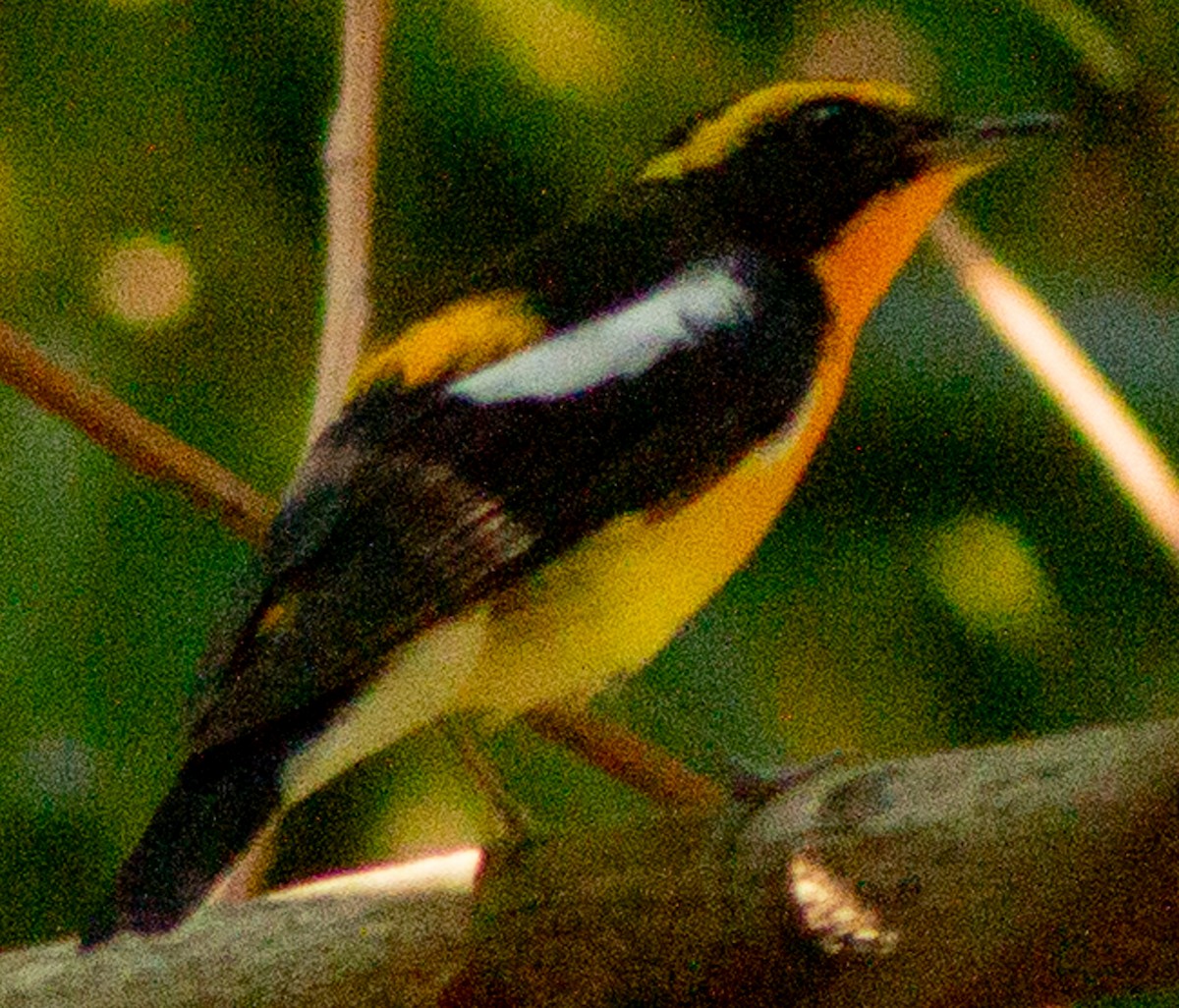 Narcissus Flycatcher - Brandon Woo