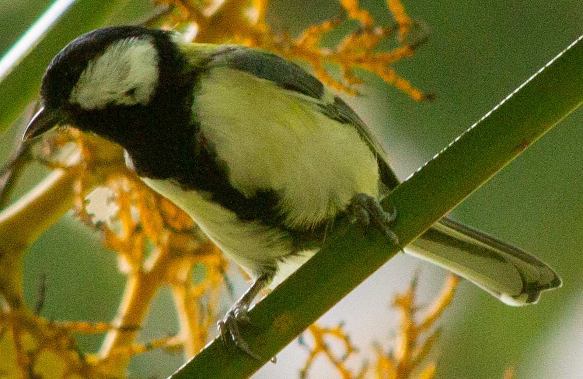 Japanese Tit (Japanese) - ML623593463